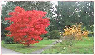 2002 - The Botanic Gardens in Hamburg - 24th October 2002 -  Maple Acer 