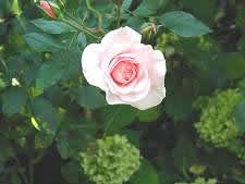 Hamburg English Pages Garden 2003 - Pink Rose
