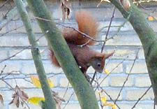 A Hamburg Squirrel in Nienstedten. Copyrighted >